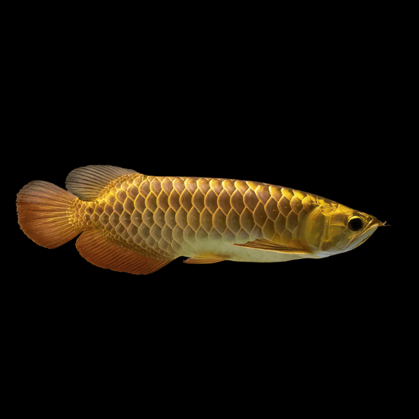 Malaysian Golden High Back Arowana Scleropages Formosus 20cm - Real Aquatics