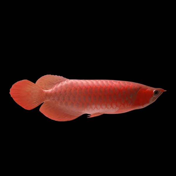 Malaysian Golden Red Splendour Crossback Arowana Scleropages Formosus 20cm - Real Aquatics
