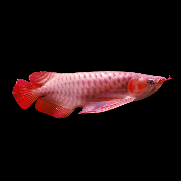 Malaysian Super Red Arowana Scleropages Formosus 20cm - Real Aquatics