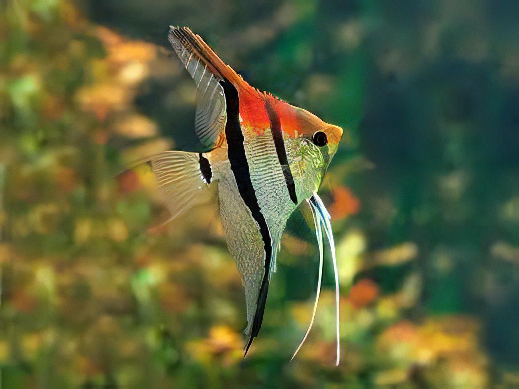 Manacapuru Red Back Angelfish Pterophyllum Scalare 5cm - Real Aquatics