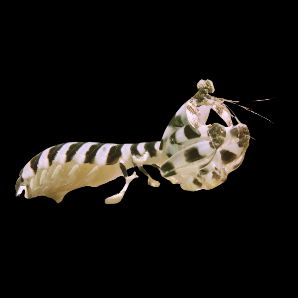 Mantis Shrimp Banded Lysiosquillina Maculata - Real Aquatics