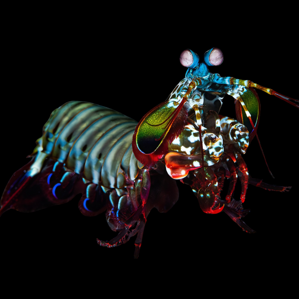 Mantis Shrimp Gonodactylus Sp - Real Aquatics