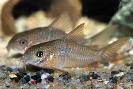 Many Spotted Corydoras Polystictus 4cm Catfish - Real Aquatics