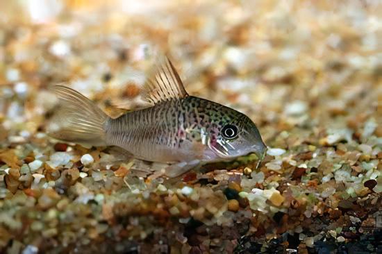 Many Spotted Corydoras Polystictus 4cm Catfish - Real Aquatics