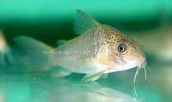 Many Spotted Corydoras Polystictus 4cm Catfish - Real Aquatics