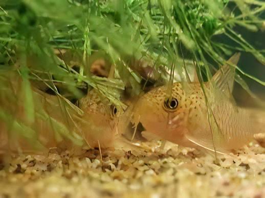 Many Spotted Corydoras Polystictus 4cm Catfish - Real Aquatics