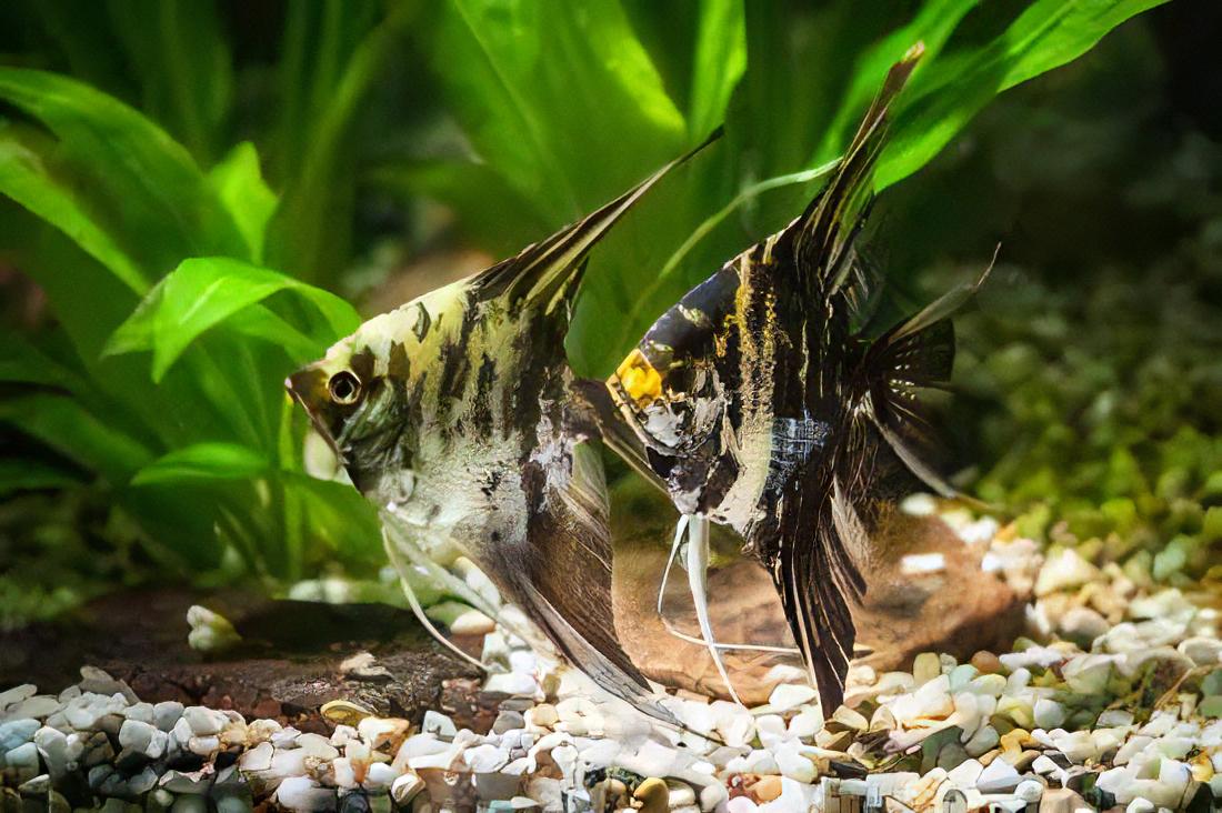 Marbled Golden Angelfish Pterophyllum Scalare - Real Aquatics
