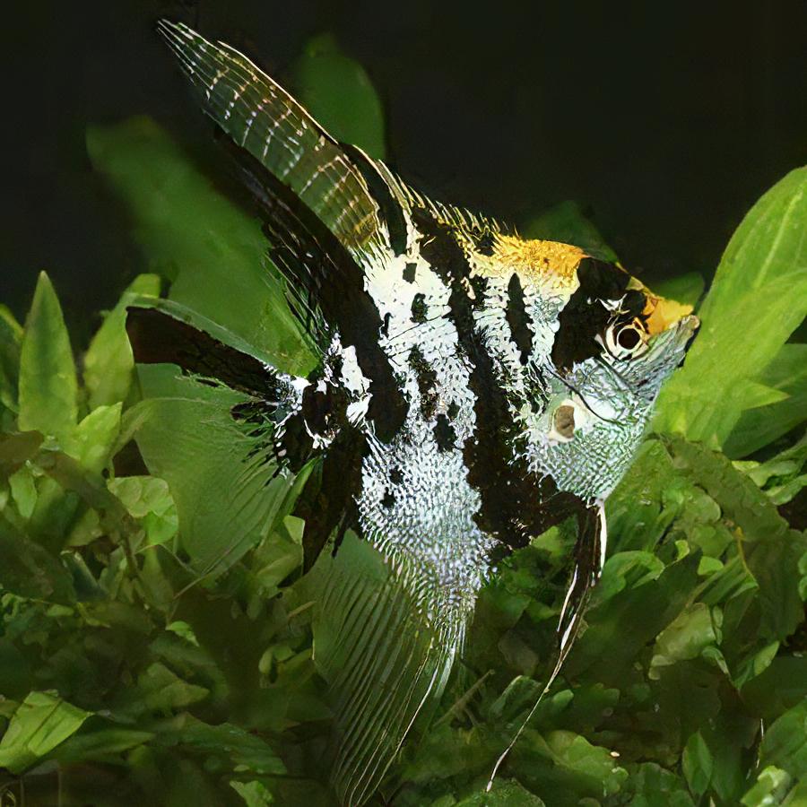 Marbled Golden Angelfish Pterophyllum Scalare - Real Aquatics