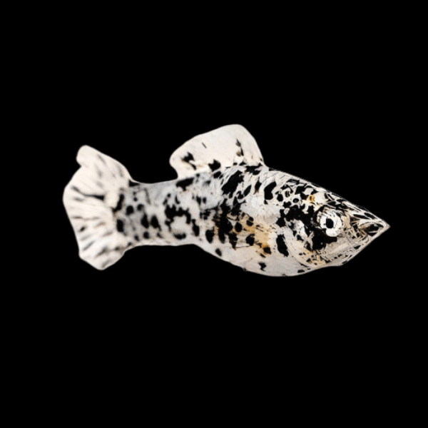 Marble Dalmatian Molly Poecilia Sphenops 3cm - Real Aquatics