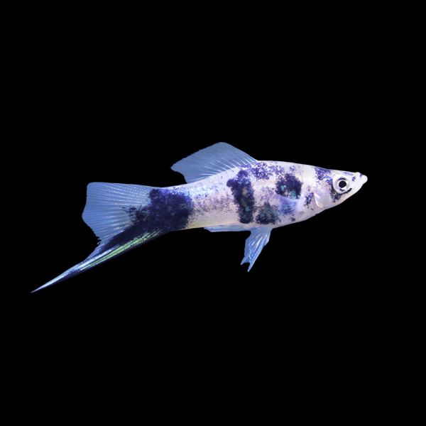 Marble Swordtail Xiphophorus Hellerii 3cm - Real Aquatics