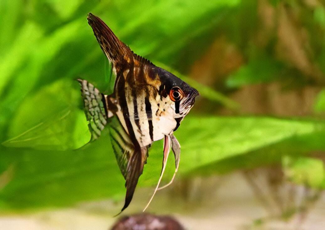 Marbled Angelfish Pterophyllum Scalare - Real Aquatics