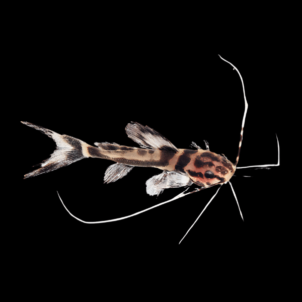 Marbled Achara Catfish Leiarius Marmoratus 10cm - Real Aquatics