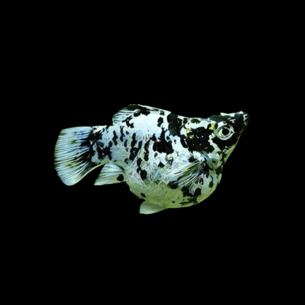 Marbled Balloon Molly Fish Poecilia Sphenops 3cm - Real Aquatics