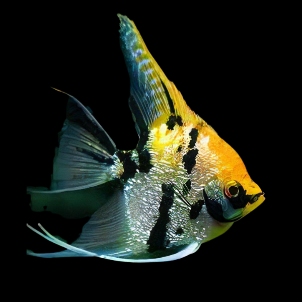 Marbled Golden Angelfish Pterophyllum Scalare - Real Aquatics