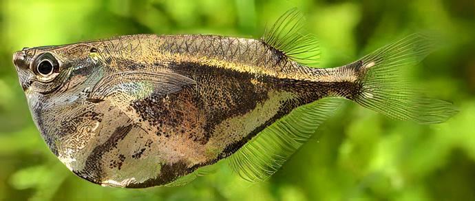 Marbled Hatchet Fish Carnegiella Strigata 4cm - Real Aquatics