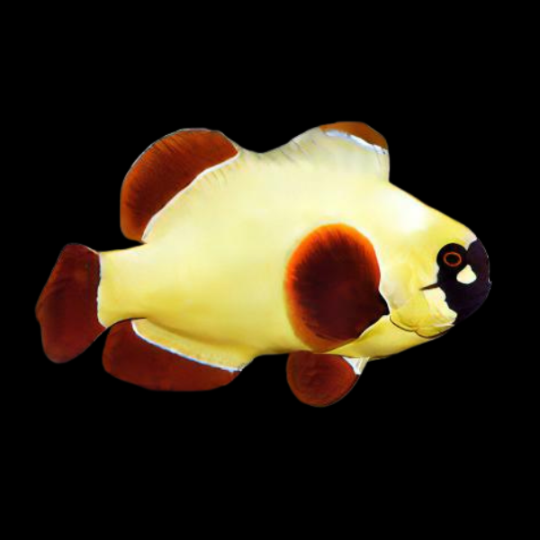 Maroon Golden Nugget Clownfish Amphiprion Ocellaris - Real Aquatics