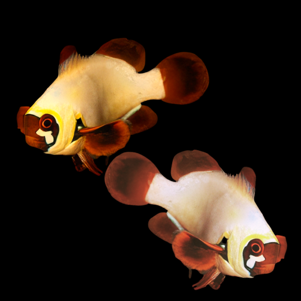Maroon Golden Nugget Clownfish Amphiprion Ocellaris Pair - Real Aquatics
