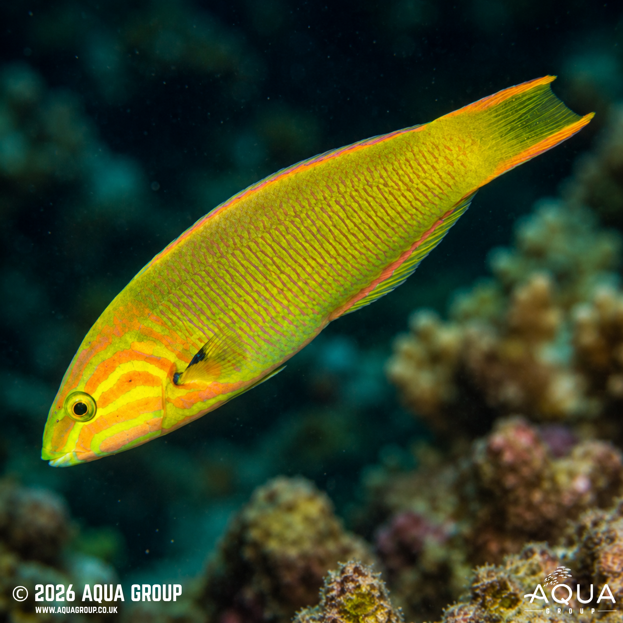 Marshall Islands Wrasse (Thalassoma lutescens)
