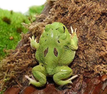Matcha Horned Frog Ceratophrys Cranwelli 4cm - Real Aquatics