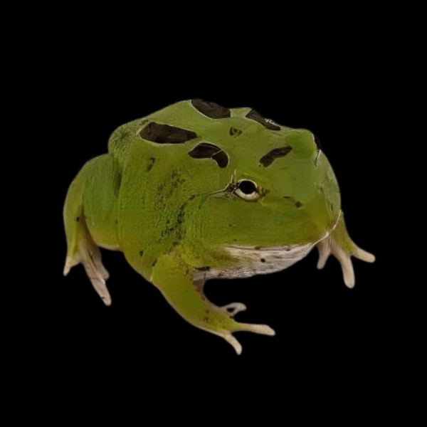 Matcha Horned Frog Ceratophrys Cranwelli 4cm - Real Aquatics