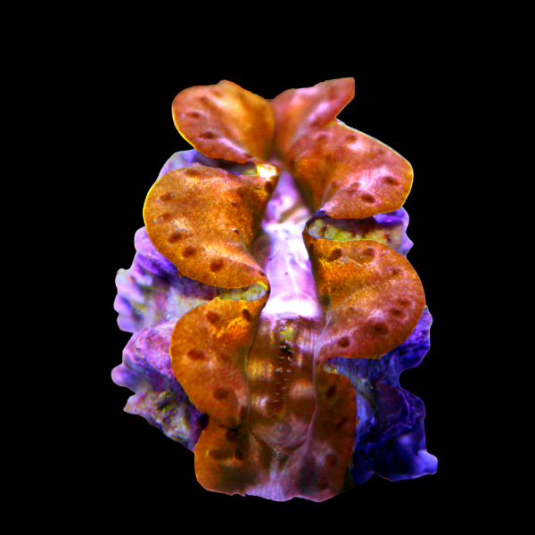 Maxima Gold Cultured Clam Tridacna Maxima - Real Aquatics