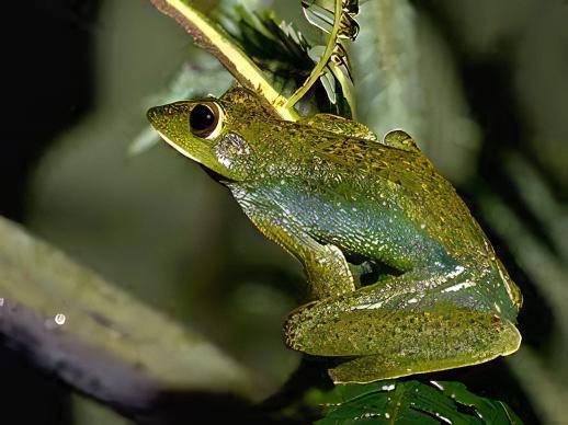 Maylayan Flying Frog Rhacophorus Prominanus 5cm - Real Aquatics