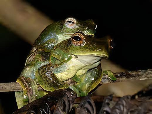 Maylayan Flying Frog Rhacophorus Prominanus 5cm - Real Aquatics