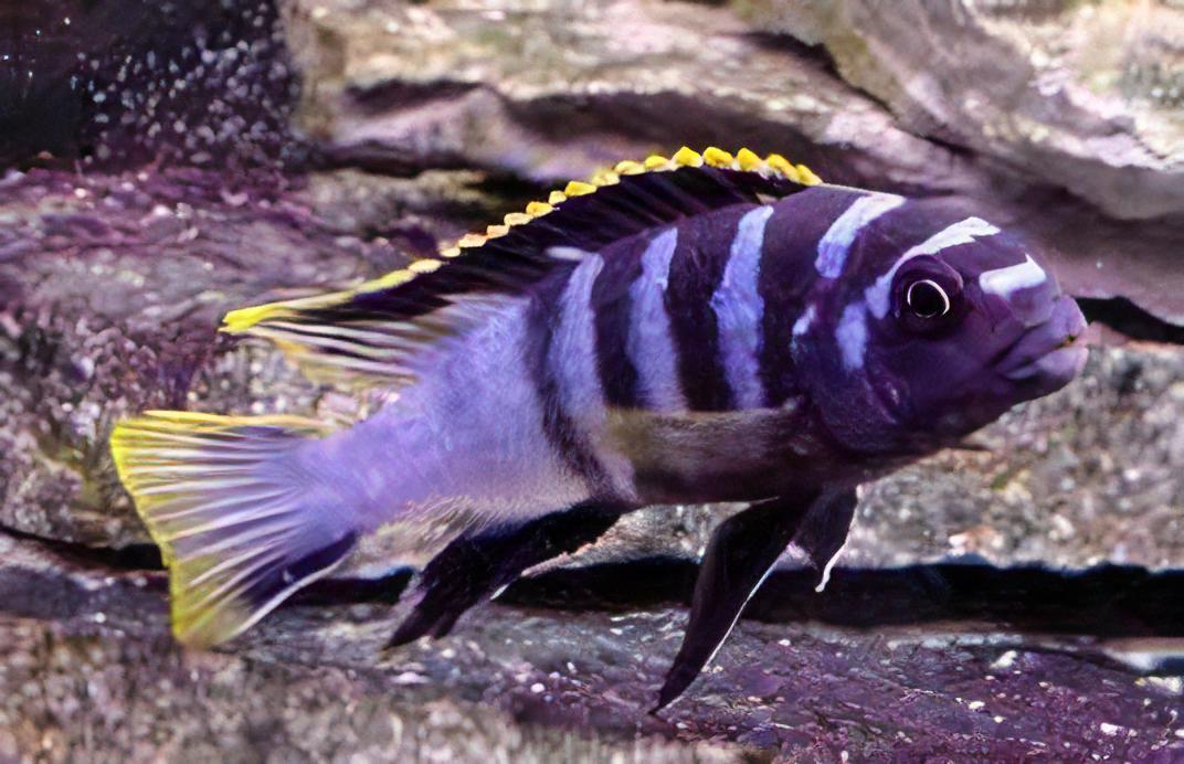 Labidochromis Mbamba Yellow Fin Malawi African Cichlid Small 2 Inches - Real Aquatics