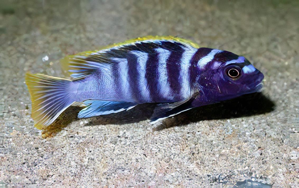 Labidochromis Mbamba Yellow Fin Malawi African Cichlid Small 2 Inches - Real Aquatics