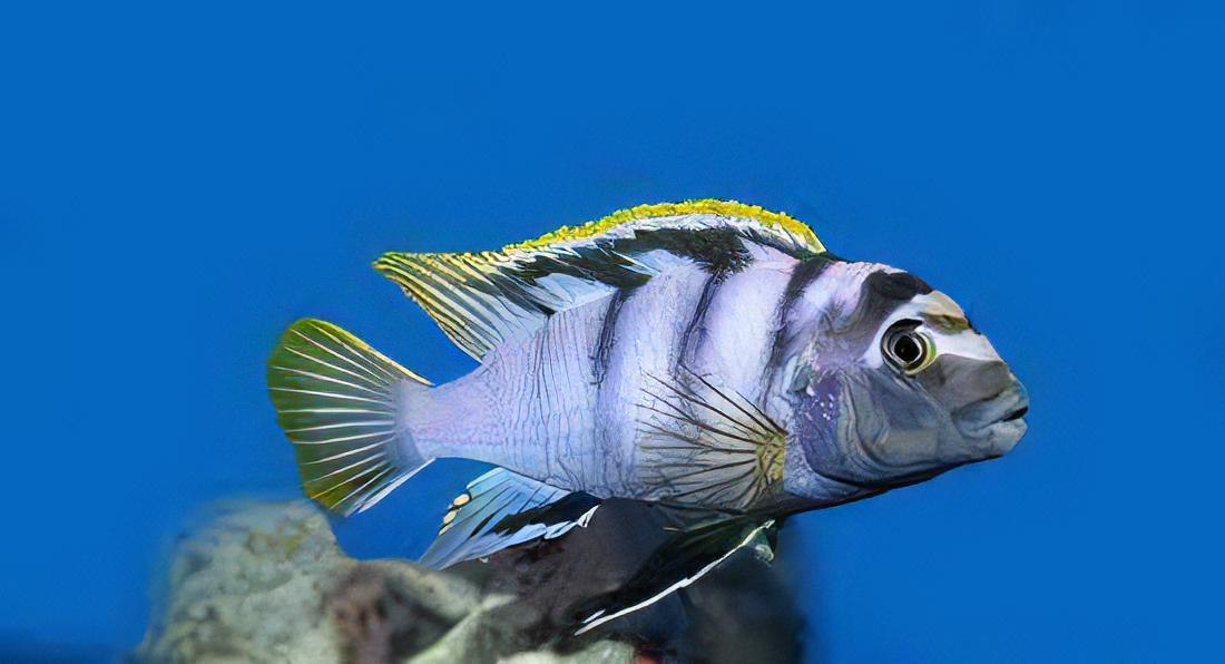 Labidochromis Mbamba Yellow Fin Malawi African Cichlid Small 2 Inches - Real Aquatics