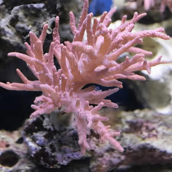 Medusa Soft Coral Sinularia Flexibilis - Real Aquatics