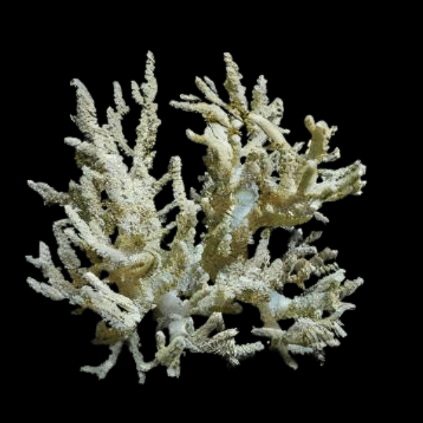 Medusa Soft Coral Sinularia Flexibilis - Real Aquatics
