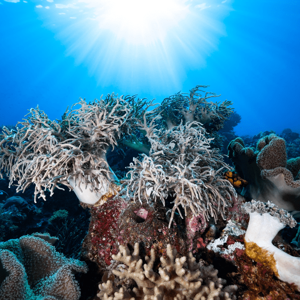 Medusa Soft Coral Sinularia Flexibilis - Real Aquatics