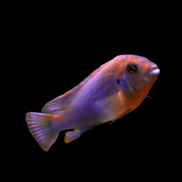 Pseudotropheus Melanochromis Brevis Malawi African Cichlid - Real Aquatics