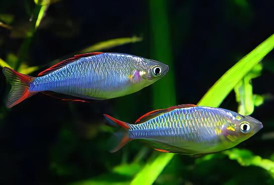 Neon Blue Rainbow Fish Melanotaenia Praecox 5cm - Real Aquatics