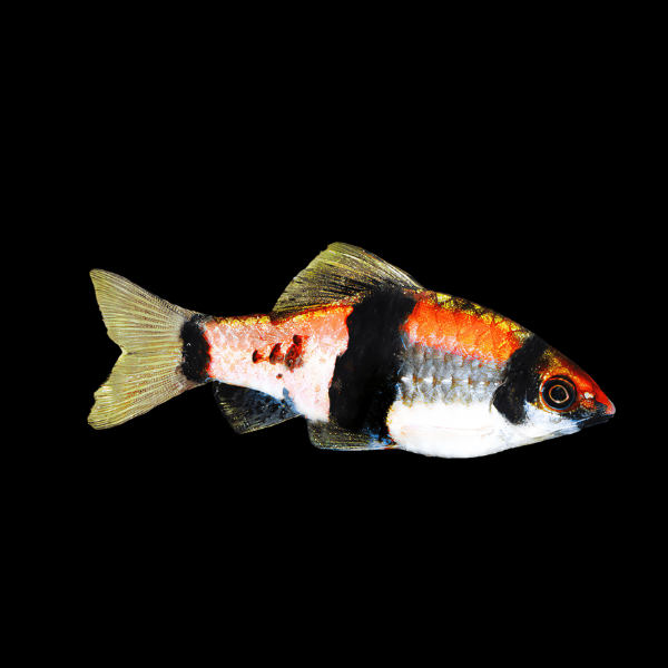 Melon Barb Haludaria Fasciata 4cm - Real Aquatics