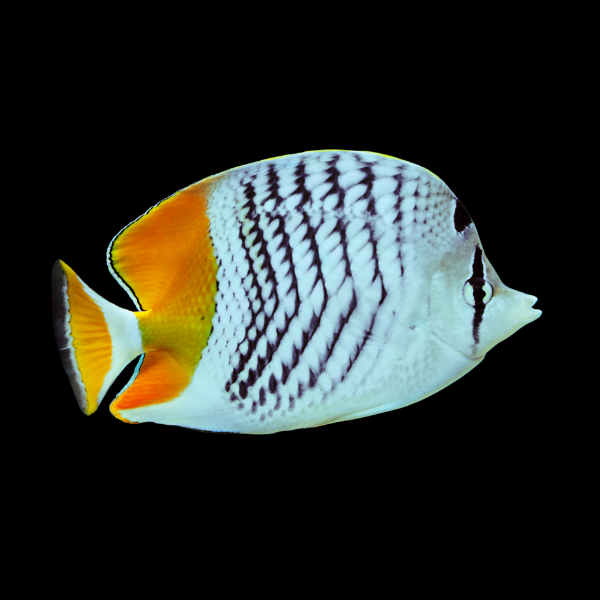 Seychelles Butterfly Fish Chaetodon Madagaskariensis - Real Aquatics