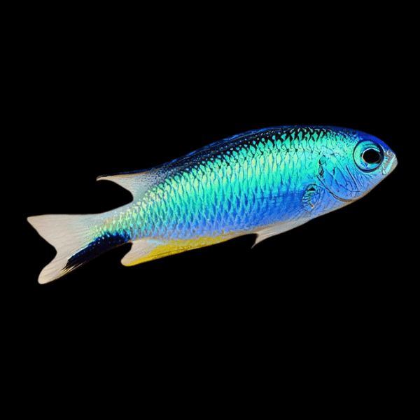 Metallic Blue Star Damsel Chromis Pomacentrus Alleni - Real Aquatics