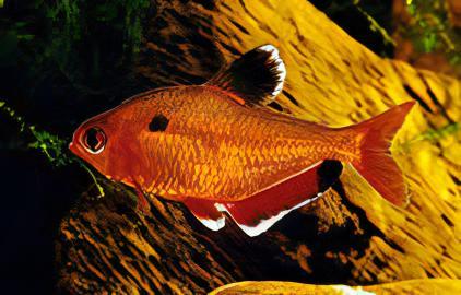 Metallic Brilliant Serpea Tetra Hyphessobrycon Eques 2cm - Real Aquatics