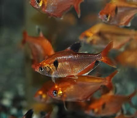 Metallic Brilliant Serpea Tetra Hyphessobrycon Eques 2cm - Real Aquatics