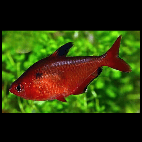 Metallic Brilliant Serpea Tetra Hyphessobrycon Eques 2cm - Real Aquatics