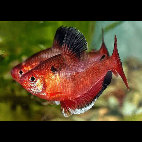 Metallic Brilliant Serpea Tetra Hyphessobrycon Eques 2cm - Real Aquatics
