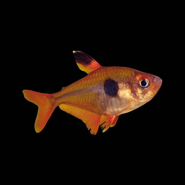 Metallic Brilliant Serpea Tetra Hyphessobrycon Eques 2cm - Real Aquatics