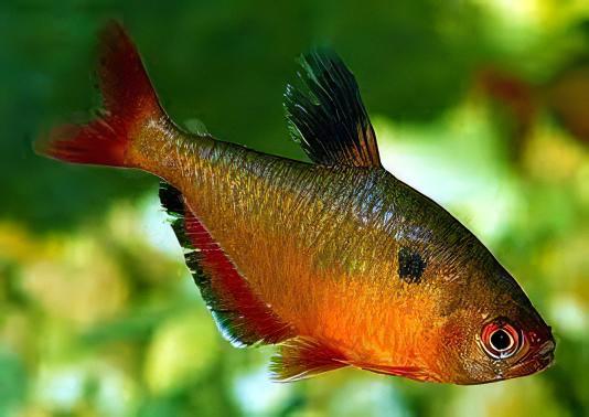 Metallic Brilliant Serpea Tetra Hyphessobrycon Eques 2cm - Real Aquatics
