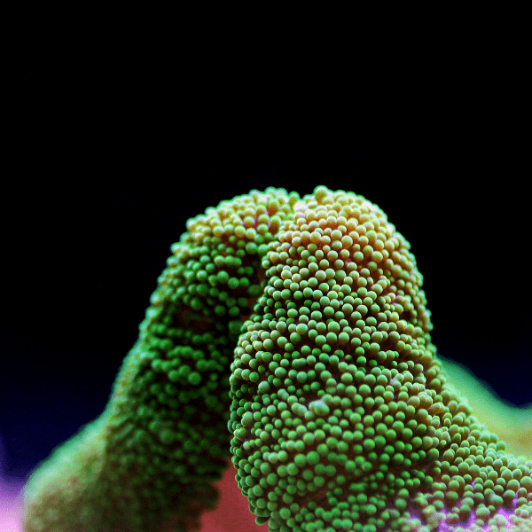 Metallic Green Carpet Stichodaqctyla Haddoni - Real Aquatics
