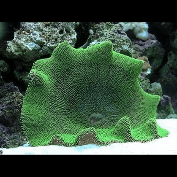 Metallic Green Carpet Stichodaqctyla Haddoni - Real Aquatics