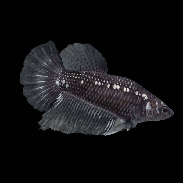 Metallic Half Moon Betta Female Black 3cm - Real Aquatics