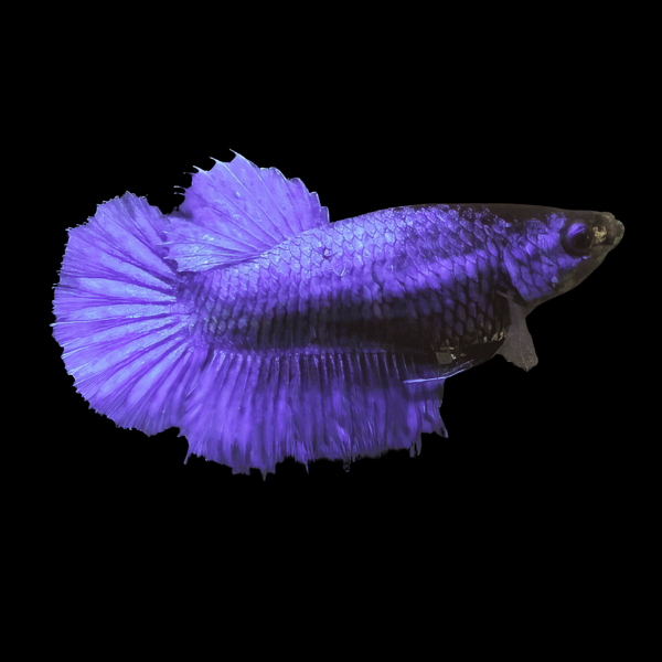 Metallic Half Moon Betta Female Blue 3cm - Real Aquatics