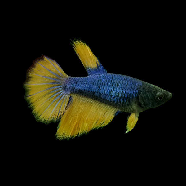 Metallic Half Moon Betta Female Mustard Gas 3cm - Real Aquatics