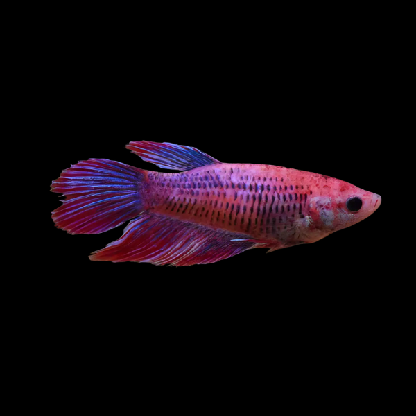 Metallic Half Moon Betta Female Pink Base 3cm - Real Aquatics